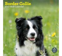 Baker and Bray Border Collie Calendar 2027, Large | Large square 16-month wall calendar, ideal as a Border Collie gift.