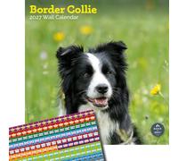 Baker and Bray Border Collie Calendar 2027, Large with Stickers | Large square 16-month wall calendar with organisational stickers, ideal as a Border Collie gift.