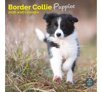Baker and Bray Border Collie Puppies Calendar 2026, Large Square Wall Calendar, 16 Month, Border Collie Puppies Gift Dog Calendar