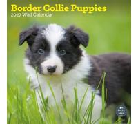Baker and Bray Border Collie Puppies Calendar 2027, Large | Large square 16-month wall calendar, ideal as a Border Collie Puppies gift.