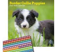 Baker and Bray Border Collie Puppies Calendar 2027, Large with Stickers | Large square 16-month wall calendar with organisational stickers, ideal as a Border Collie Puppies gift.