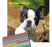 Baker and Bray Boston Terrier Calendar 2026, Large Square Wall Calendar, With Organisational Stickers, 16 Month, Boston Terrier Gift Dog Calendar