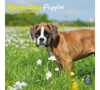 Baker and Bray Boxer Dog Puppies Calendar 2026, Large Square Wall Calendar, 16 Month, Boxer Dog Puppies Gift Dog Calendar