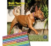 Baker and Bray Bull Terrier Calendar 2026, Large Square Wall Calendar With Organisational Stickers, 16 Month, Bull Terrier Gift Dog Calendar