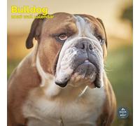 Baker and Bray Bulldog Calendar 2026, Large Square Wall Calendar, 16 Month, Bulldog Gift Dog Calendar