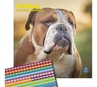Baker and Bray Bulldog Calendar 2027, Large with Stickers