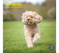 Baker and Bray Cavapoo Calendar 2026, Large Square Wall Calendar, 16 Month, Cavapoo Gift Dog Calendar.