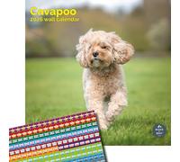Baker and Bray Cavapoo Calendar 2026, Large Square Wall Calendar With Organisational Stickers, 16 Month, Cavapoo Gift Dog Calendar