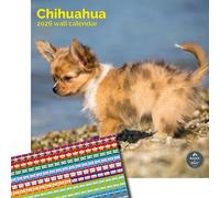 Baker and Bray Chihuahua Calendar 2026, Large Square Wall Calendar With Organisational Stickers, 16 Month, Chihuahua Gift Dog Calendar.