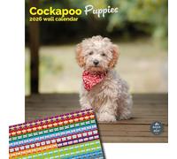 Baker and Bray Cockapoo Puppies Calendar 2026, Large Square Wall Calendar With Organisational Stickers, 16 Month, Cockapoo Puppies Gift Dog Calendar.