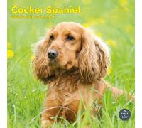 Baker and Bray Cocker Spaniel Calendar 2026, Large Square Wall 16 Month, Cocker Spaniel Gift Dog Calendar.