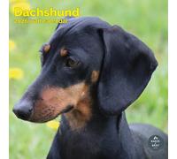 Baker and Bray Dachshund Calendar 2026, Large Square Wall Calendar, 16 Month, Dachshund Gift Dog Calendar