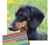 Baker and Bray Dachshund Calendar 2026, Large Square Wall Calendar With Organisational Stickers, 16 Month, Dachshund Gift Dog Calendar