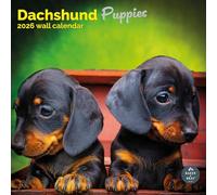 Baker and Bray Dachshund Puppies Calendar 2026, Large Square Wall Calendar, 16 Month, Dachshund Puppy Gift Dog Calendar