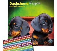 Baker and Bray Dachshund Puppies Calendar 2026, Large Square Wall Calendar With Organisational Stickers, 16 Month, Dachshund Puppies Gift Dog Calendar