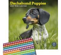 Baker and Bray Dachshund Puppies Calendar 2027, Large with Stickers