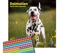 Baker and Bray Dalmatian Calendar 2026, Large Square Wall Calendar With Organisational Stickers, 16 Month, Dalmatian Gift Dog Calendar.