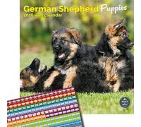 Baker and Bray German Shepherd Puppies Calendar 2026, Large Square Wall Calendar With Organisational Stickers, 16 Month, German Shepherd Puppies Gift Dog Calendar
