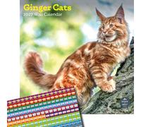 Baker and Bray Ginger Cats Calendar 2027, Large with Stickers | Large square 16-month wall calendar with organisational stickers, ideal as a Ginger Cats gift.