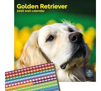Baker and Bray Golden Retriever Calendar 2026, Large Square Wall Calendar With Organisational Stickers, 16 Month, Golden Retriever Gift Dog Calendar
