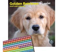 Baker and Bray Golden Retriever Puppies Calendar 2026, Large Square Wall Calendar With Organisational Stickers, 16 Month, Golden Retriever Puppies Gift Dog Calendar.