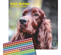 Baker and Bray Irish Setter Calendar 2026, Large Square Wall Calendar With Organisational Stickers, 16 Month, Irish Setter Gift Dog Calendar.