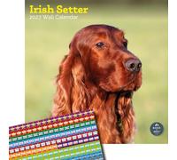 Baker and Bray Irish Setter Calendar 2027, Large with Stickers | Large square 16-month wall calendar with organisational stickers, ideal as a Irish Setter gift.