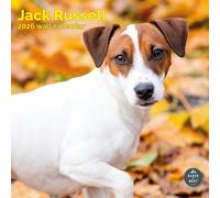 Baker and Bray Jack Russell Calendar 2026, Large Square Wall Calendar, 16 Month, Jack Russell Gift Dog Calendar