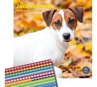 Baker and Bray Jack Russell Calendar 2026, Large Square Wall Calendar With Organisational Stickers, 16 Month, Jack Russell Gift Dog Calendar