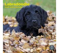 Baker and Bray Labradoodle Calendar 2026, Large Square Wall Calendar, 16 Month, Labradoodle Gift Dog Calendar