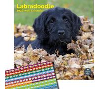 Baker and Bray Labradoodle Calendar 2026, Large Square Wall Calendar With Organisational Stickers, 16 Month, Labradoodle Gift Dog Calendar