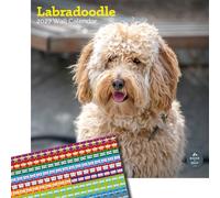 Baker and Bray Labradoodle Calendar 2027, Large with Stickers