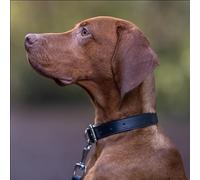 Baker and Bray Luxury Eco Friendly Genuine Leather Designer Dog Collar, Black (Medium : fits neck size 30-41 cm)