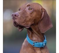 Baker and Bray Luxury Eco Friendly Genuine Leather Designer Dog Collar, Lagoon - Blue (Extra Large : fits neck size 45-56 cm)