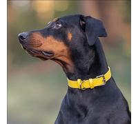 Baker and Bray Luxury Eco Friendly Genuine Leather Designer Dog Collar, Lemon - Yellow (Extra Small : fits neck size 18-25 cm)