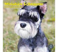 Baker and Bray Miniature Schnauzer Calendar 2026, Large Square Wall Calendar, 16 Month, Miniature Schnauzer Gift Dog Calendar