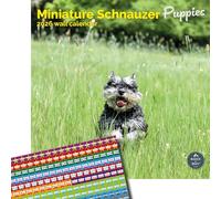 Baker and Bray Miniature Schnauzer Puppies Calendar 2026, Large Square Wall Calendar With Organisational Stickers, 16 Month, Miniature Schnauzer Puppies Gift Dog Calendar