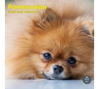 Baker and Bray Pomeranian Calendar 2026, Large Square Wall Calendar, 16 Month, Pomeranian Gift Dog Calendar.