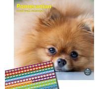 Baker and Bray Pomeranian Calendar 2026, Large Square Wall Calendar With Organisational Stickers, 16 Month, Pomeranian Gift Dog Calendar.