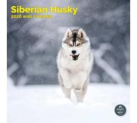 Baker and Bray Siberian Husky Calendar 2026, Large Square Wall Calendar, 16 Month, Siberian Husky Gift Dog Calendar