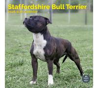 Baker and Bray Staffordshire Bull Terrier Calendar 2026, Large Square Wall Calendar, 16 Month, Staffordshire Bull Terrier Gift Dog Calendar