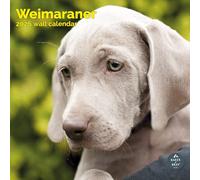 Baker and Bray Weimaraner Calendar 2026, Large Square Wall 16 Month, Weimaraner Gift Dog Calendar.