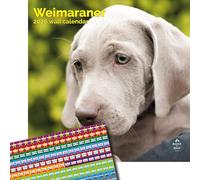 Baker and Bray Weimaraner Calendar 2026, Large Square Wall Calendar With Organisational Stickers, 16 Month, Weimaraner Gift Dog Calendar.