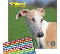 Baker and Bray Whippet Calendar 2026, Large Square Wall Calendar With Organisational Stickers, 16 Month, Whippet Gift Dog Calendar.