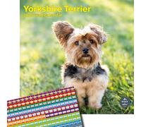 Baker and Bray Yorkshire Terrier Calendar 2026, Large Square Wall Calendar With Organisational Stickers, 16 Month, Yorkshire Terrier Gift Dog Calendar