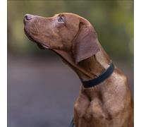 Baker & Bray Luxury Eco Friendly Genuine Leather Designer Dog Collar, Navy Blue