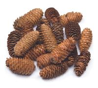 Baker Ross AF922 Long Pine Cones Value Pack - Ideal for Kids' Arts and Crafts, Christmas, Sensory Stimulation, and More (Pack of 20), Natural, 250g