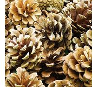Baker Ross AF923 Natural Pine Cones, Ideal for Arts and Crafts Projects, Collage or for Decoration (Pack of 25)