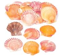 Baker Ross AV168 Mini Scallop Craft Shells - Pack of 250g, 3.5cm-7.5cm, Assorted Shells, Craft Materials, Natural Decorations
