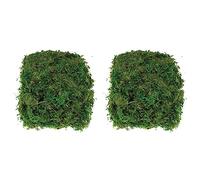 Baker Ross AV898 Dried Moss (Pack of 200G),Green, NA